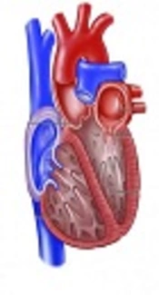 The Role of Lead aVR and Lead V1 in the Diagnosis of Arrhythmogenic Cardiomyopathy in Apparently Normal Hearts